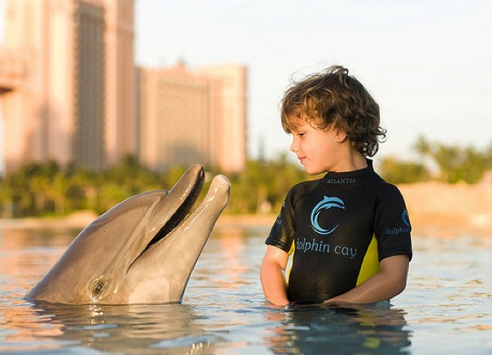 Dolphin Bay at Atlantis Palm